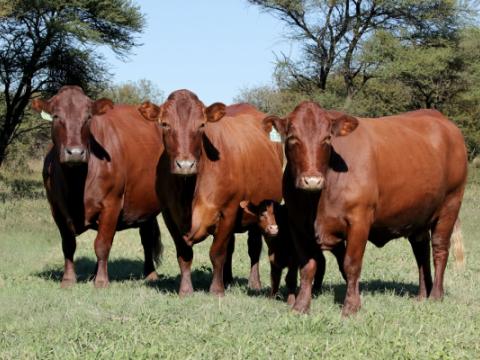 Cathrin Livestock Photography