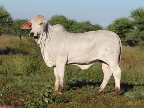 Cathrin Livestock Photography
