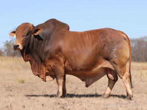 Cathrin Livestock Photography