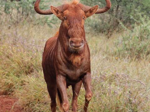 Cathrin Livestock Photography