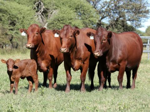 Cathrin Livestock Photography