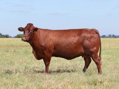 Cathrin Livestock Photography