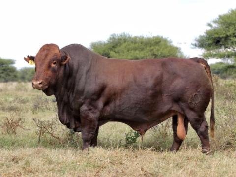 Cathrin Livestock Photography