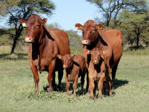 Cathrin Livestock Photography