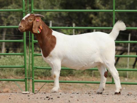 Cathrin Livestock Photography