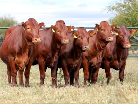 Cathrin Livestock Photography