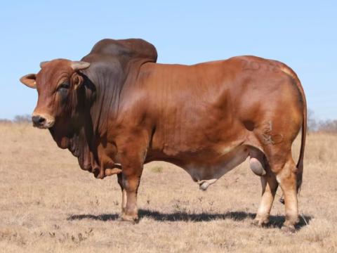 Cathrin Livestock Photography