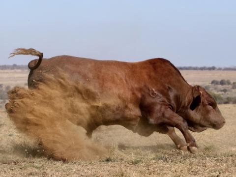 Cathrin Livestock Photography