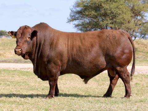 Cathrin Livestock Photography
