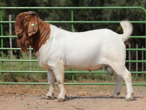 Cathrin Livestock Photography
