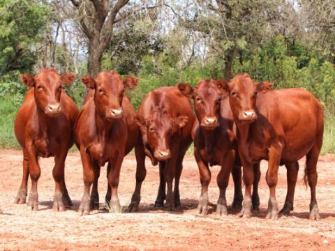 Cathrin Livestock Photography