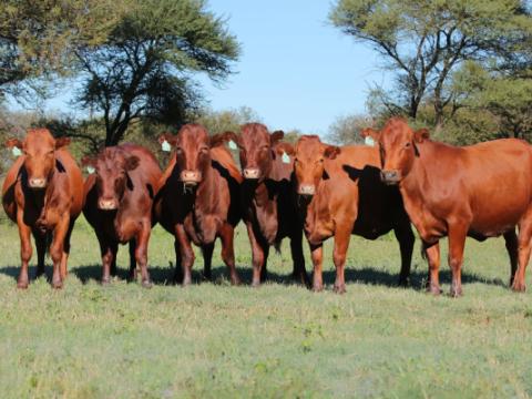 Cathrin Livestock Photography