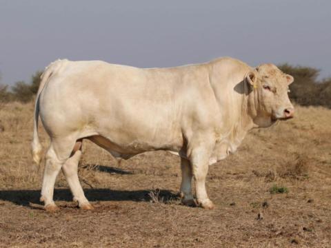 Cathrin Livestock Photography