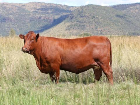 Cathrin Livestock Photography