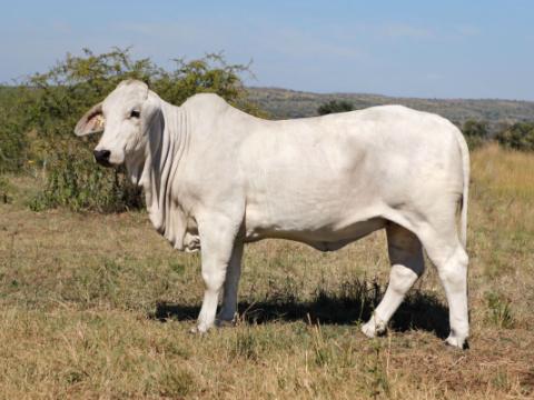 Cathrin Livestock Photography