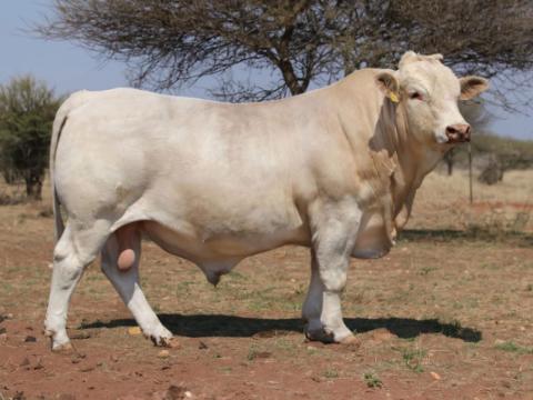 Cathrin Livestock Photography