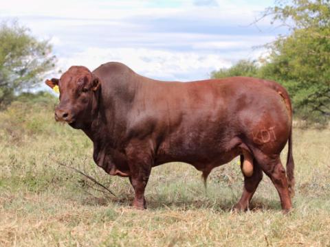 Cathrin Livestock Photography