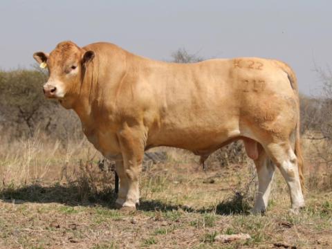 Cathrin Livestock Photography