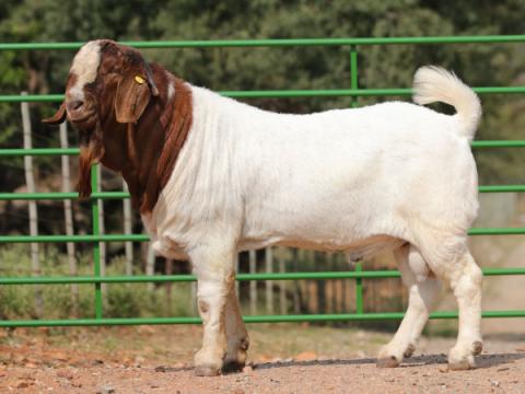 Cathrin Livestock Photography