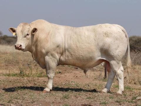Cathrin Livestock Photography