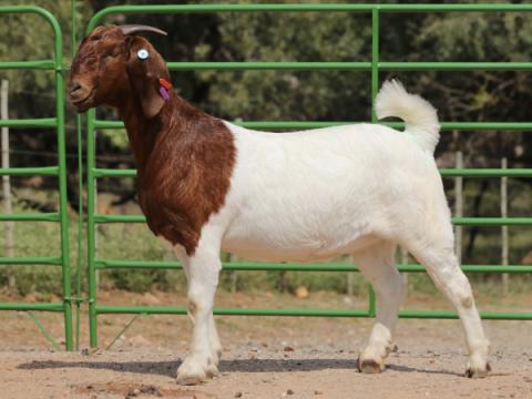 Cathrin Livestock Photography