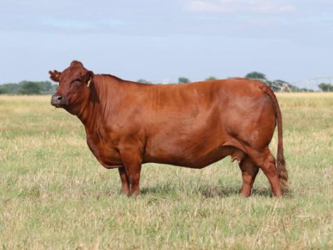 Cathrin Livestock Photography