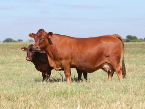 Cathrin Livestock Photography
