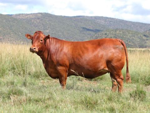 Cathrin Livestock Photography